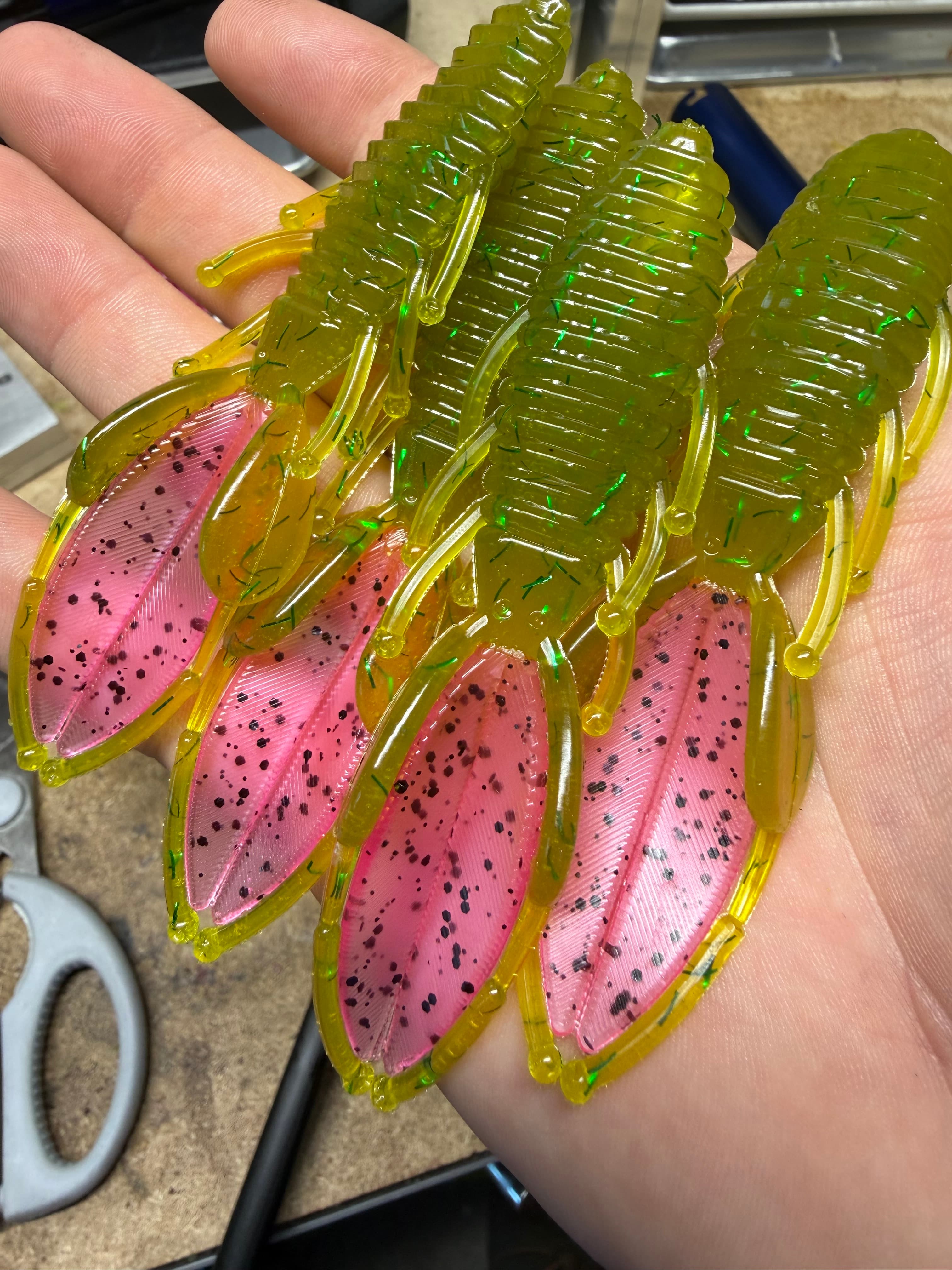 Melon Bug